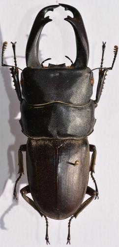 Réf. 251 578 : Serrognathus reichei prosti